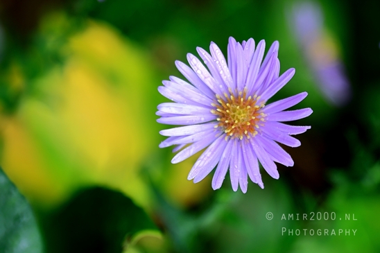 Purple_Flower_Yellow_Center_Close_Up_Macro_Photography_001_Canon_EOS_R5_Mark_II.JPG