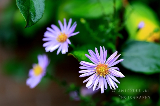 Purple_Flower_Yellow_Center_group_Macro_Photography_001_Canon_EOS_R5_Mark_II.JPG