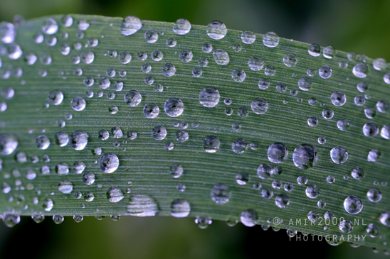 Rain_Covered_grass_Close_Up_Macro_Photography_001_Canon_EOS_R5_Mark_II.JPG