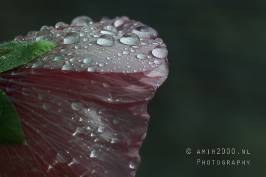 Rain_raindrops_on_flower_macro_looking_at_flowers_nature_Photography_001_Canon_EOS_R5_Mark_II.JPG
