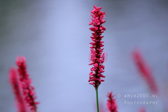 Red_Flower_Spike_Close_Up_Macro_Photography_001_Canon_EOS_R5_Mark_II.JPG
