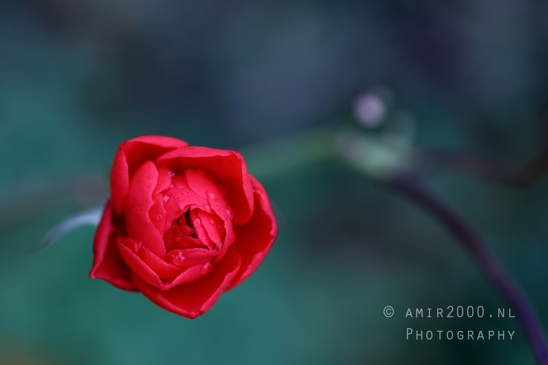 Red_Rose_Close_Up_Macro_Photography_001_Canon_EOS_R5_Mark_II.JPG