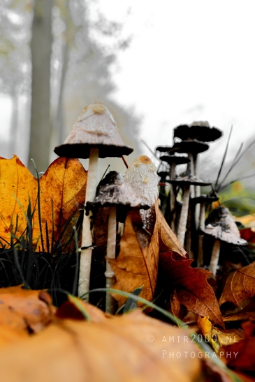 Shaggy_Mane_LEAP_Fungi_BlackWhite_Background_Macro_Photography_001_Canon_EOS_R5_Mark_II.JPG