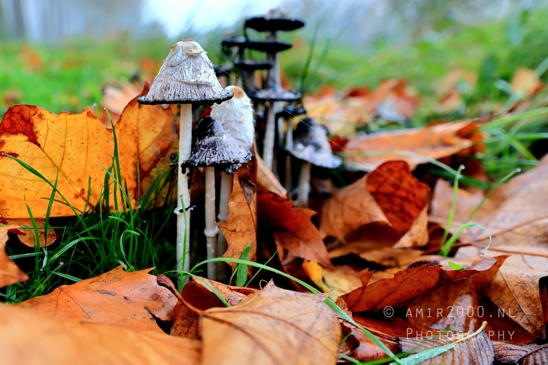 Shaggy_Mane_LEAP_Fungi_Close_Up_Macro_Photography_001_Canon_EOS_R5_Mark_II.JPG