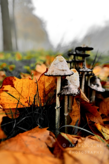 Shaggy_Mane_LEAP_Fungi_Macro_Photography_001_Canon_EOS_R5_Mark_II.JPG