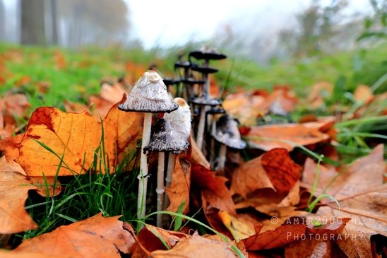 Shaggy_Mane_LEAP_Fungi_bloored_background_Macro_Photography_001_Canon_EOS_R5_Mark_II.JPG