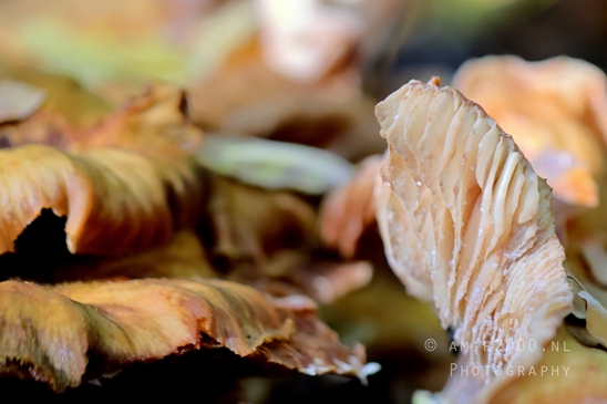 Single_Mushroom_Cap_with_Leaves_Macro_Photography_001_Canon_EOS_R5_Mark_II.JPG