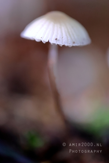 Single_Mushroom_White_Cap_Macro_Photography_001_Canon_EOS_R5_Mark_II.JPG