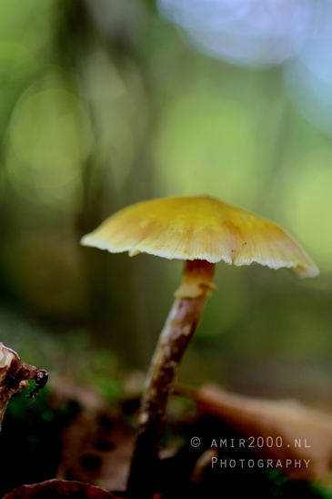 Single_Mushroom_With_Rounded_Cap_Macro_Photography_001_Canon_EOS_R5_Mark_II.JPG