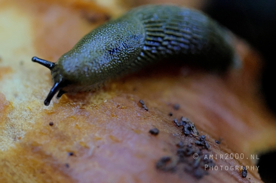 Slug_on_Leaf_Macro_Photography_001_Canon_EOS_R5_Mark_II.JPG