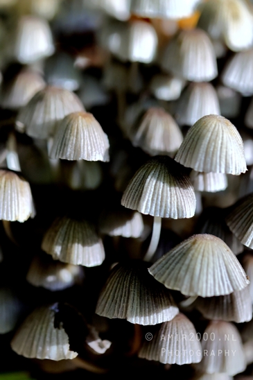 Small_Cluster_Of_Mushrooms_On_Log_Macro_Photography_001_Canon_EOS_R5_Mark_II.JPG