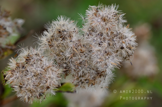Small_Cluster_plant_Close_Up_Macro_Photography_001_Canon_EOS_R5_Mark_II.JPG