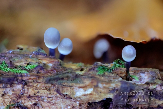 Small_Translucent_Mushrooms_on_Log_Macro_Photography_001_Canon_EOS_R5_Mark_II.JPG