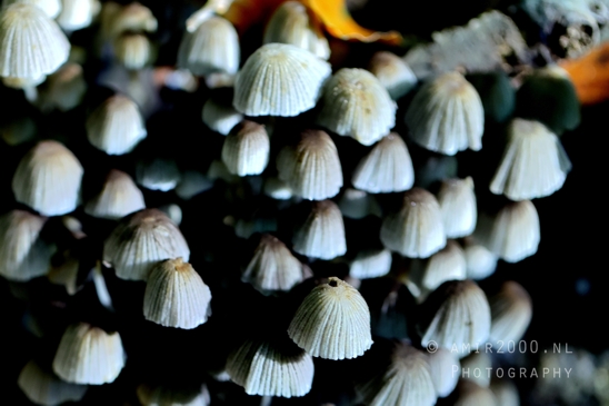 Small_White_Mushroom_Cluster_Macro_Photography_001_Canon_EOS_R5_Mark_II.JPG