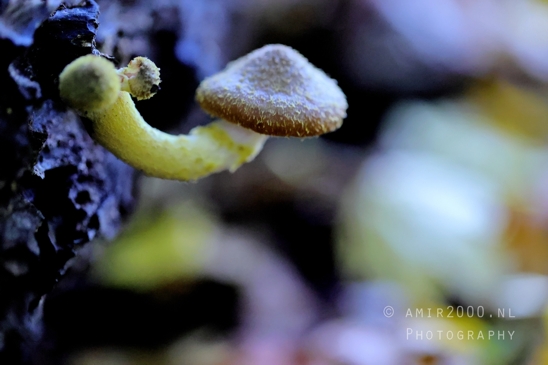 Small_Yellow_Mushrooms_on_Dark_Surface_Macro_Photography_001_Canon_EOS_R5_Mark_II.JPG