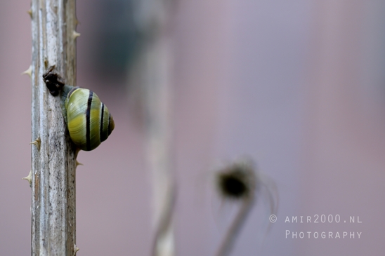 Snail_On_Plant_Stem_Macro_Photography_001_Canon_EOS_R5_Mark_II.JPG
