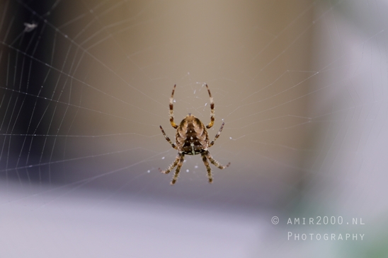 Spider_Web_Close_Up_Macro_Photography_001_Canon_EOS_R5_Mark_II.JPG