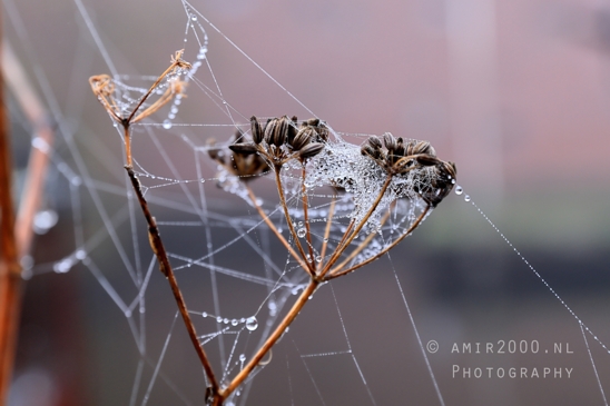 Spider_Web_with_raindrops_Blurred_Background_Macro_Photography_001_Canon_EOS_R5_Mark_II.JPG