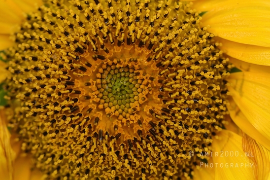 Sunflower_macro_looking_at_flowers_nature_Photography_001_Canon_EOS_R5_Mark_II.JPG