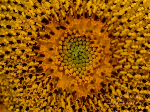 Sunflower_macro_looking_at_flowers_nature_Photography_002_Canon_EOS_R5_Mark_II.JPG