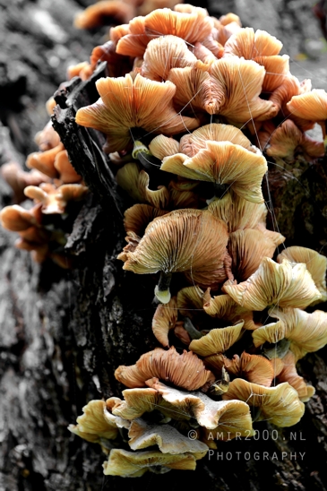 Tree_Mushroom_Close_Up_Macro_Photography_001_Canon_EOS_R5_Mark_II.JPG