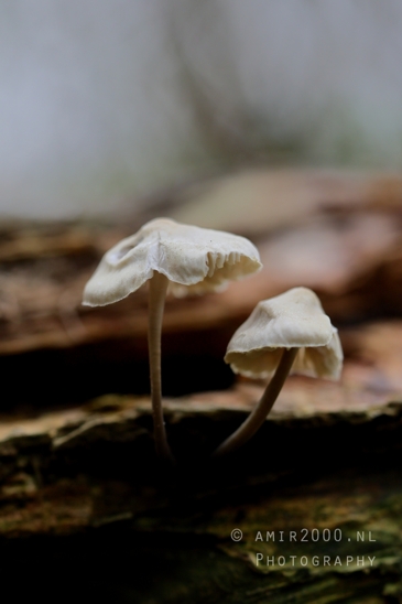 White_Fungi_With_Textured_Surface_Macro_Photography_001_Canon_EOS_R5_Mark_II.JPG