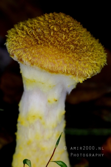 Yellow_Mushroom_With_Textured_Cap_Macro_Photography_001_Canon_EOS_R5_Mark_II.JPG
