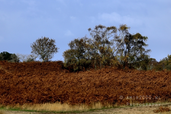 Amsterdamse_Waterleidingduinen_Fall_scenery_Nature_Landscape_Amsterdam_Netherlands_Photography_001_Canon_EOS_R5_Mark_II.JPG