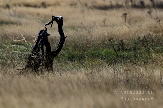 Amsterdamse_Waterleidingduinen_Fall_scenery_Nature_Landscape_Amsterdam_Netherlands_Photography_002_Canon_EOS_R5_Mark_II.JPG
