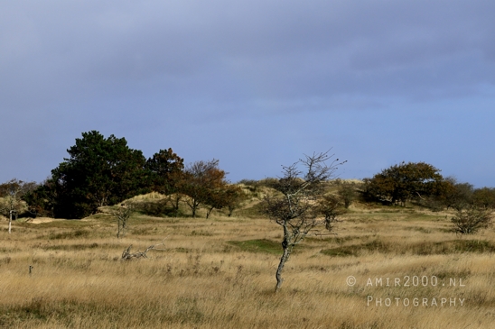 Amsterdamse_Waterleidingduinen_Fall_scenery_Nature_Landscape_Amsterdam_Netherlands_Photography_004_Canon_EOS_R5_Mark_II.JPG