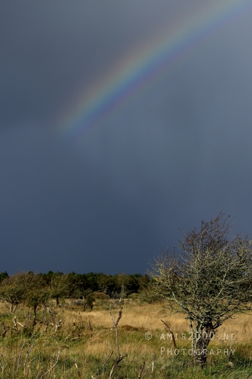 Amsterdamse_Waterleidingduinen_Fall_scenery_Nature_Landscape_Amsterdam_Netherlands_Photography_007_Canon_EOS_R5_Mark_II.JPG