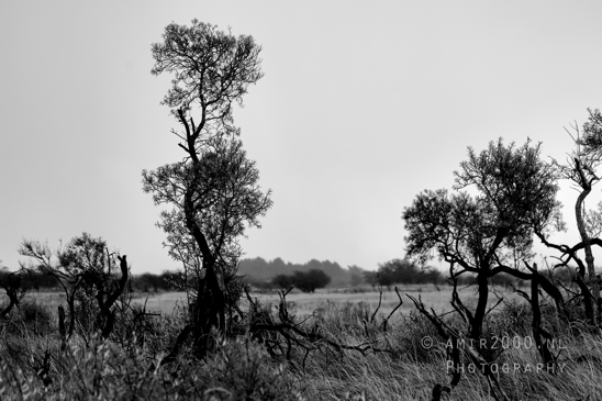 Amsterdamse_Waterleidingduinen_Fall_scenery_Nature_Landscape_Amsterdam_Netherlands_Photography_011_Canon_EOS_R5_Mark_II.JPG