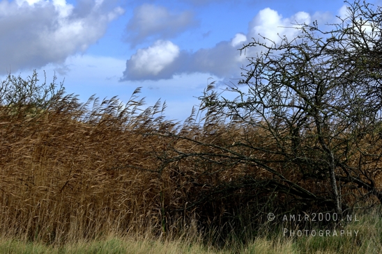 Amsterdamse_Waterleidingduinen_Fall_scenery_Nature_Landscape_Amsterdam_Netherlands_Photography_019_Canon_EOS_R5_Mark_II.JPG