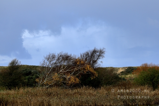 Amsterdamse_Waterleidingduinen_Fall_scenery_Nature_Landscape_Amsterdam_Netherlands_Photography_021_Canon_EOS_R5_Mark_II.JPG