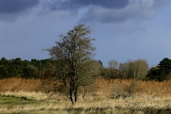 Amsterdamse_Waterleidingduinen_Fall_scenery_Nature_Landscape_Amsterdam_Netherlands_Photography_022_Canon_EOS_R5_Mark_II.JPG