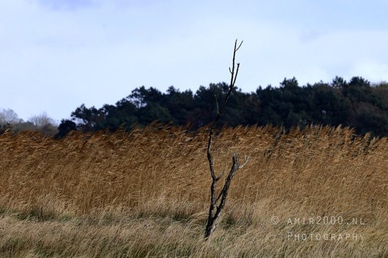 Amsterdamse_Waterleidingduinen_Fall_scenery_Nature_Landscape_Amsterdam_Netherlands_Photography_023_Canon_EOS_R5_Mark_II.JPG