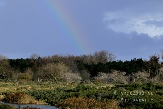 Amsterdamse_Waterleidingduinen_Fall_scenery_Nature_Landscape_Amsterdam_Netherlands_Photography_026_Canon_EOS_R5_Mark_II.JPG