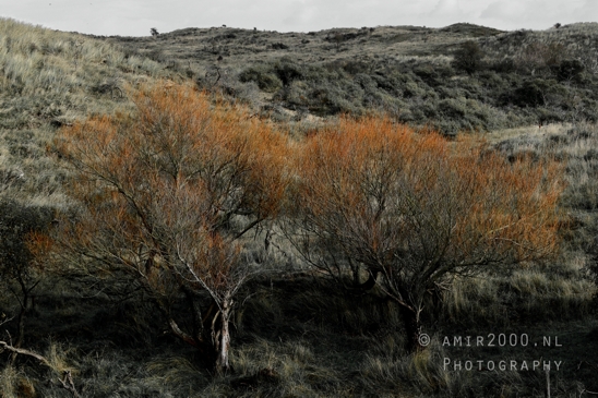 Amsterdamse_Waterleidingduinen_Fall_scenery_Nature_Landscape_Amsterdam_Netherlands_Photography_030_Canon_EOS_R5_Mark_II.JPG