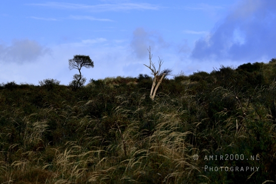 Amsterdamse_Waterleidingduinen_Fall_scenery_Nature_Landscape_Amsterdam_Netherlands_Photography_033_Canon_EOS_R5_Mark_II.JPG