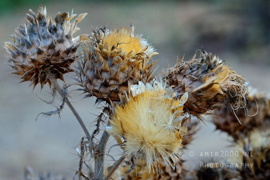Around_the_parks_landscape_nature_Tel-Aviv_Israel_Tel_Aviv-jaffa_Photography_003_Canon_EOS_R5_Mark_II.JPG