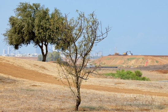 Around_the_parks_landscape_nature_Tel-Aviv_Israel_Tel_Aviv-jaffa_Photography_006_Canon_EOS_R5_Mark_II.JPG
