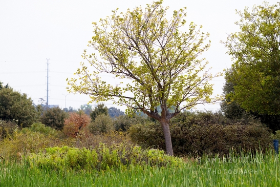 Around_the_parks_landscape_nature_Tel-Aviv_Israel_Tel_Aviv-jaffa_Photography_008_Canon_EOS_R5_Mark_II.JPG
