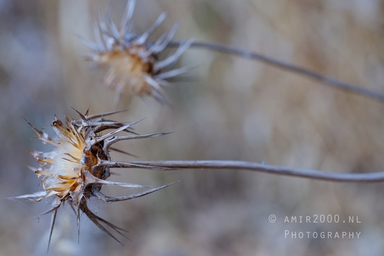 Around_the_parks_landscape_nature_Tel-Aviv_Israel_Tel_Aviv-jaffa_Photography_020_Canon_EOS_R5_Mark_II.JPG