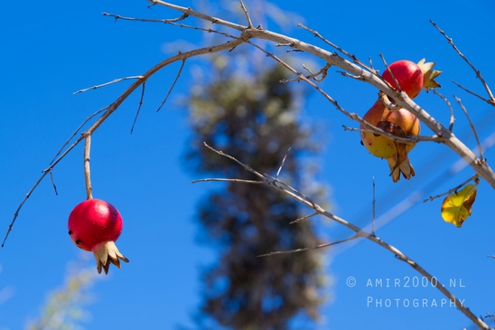 Around_the_parks_landscape_nature_Tel-Aviv_Israel_Tel_Aviv-jaffa_Photography_024_Canon_EOS_R5_Mark_II.JPG