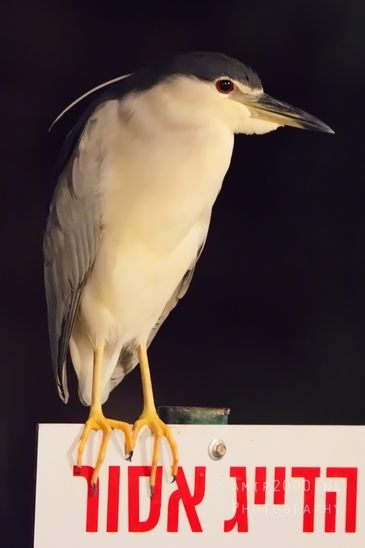 Black-crowned_night_heron_nature_birds_Photography_002_Canon_EOS_R5_Mark_II.JPG