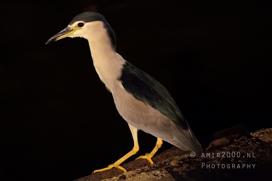 Black-crowned_night_heron_nature_birds_Photography_003_Canon_EOS_R5_Mark_II.JPG