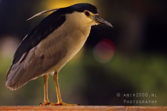 Black-crowned_night_heron_nature_birds_Photography_004_Canon_EOS_R5_Mark_II.JPG
