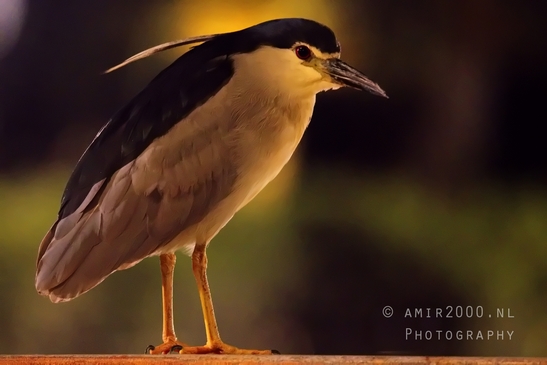Black-crowned_night_heron_nature_birds_Photography_005_Canon_EOS_R5_Mark_II.JPG