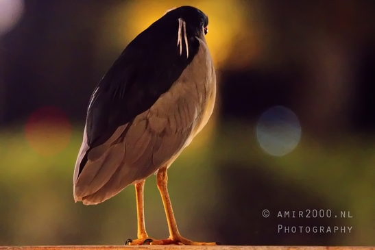 Black-crowned_night_heron_nature_birds_Photography_006_Canon_EOS_R5_Mark_II.JPG