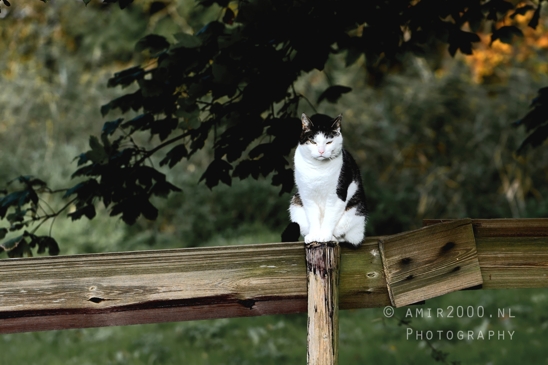 Cat_Sitting_On_Wooden_Fence_Nature_Landscape_Photography_001_Canon_EOS_R5_Mark_II.JPG